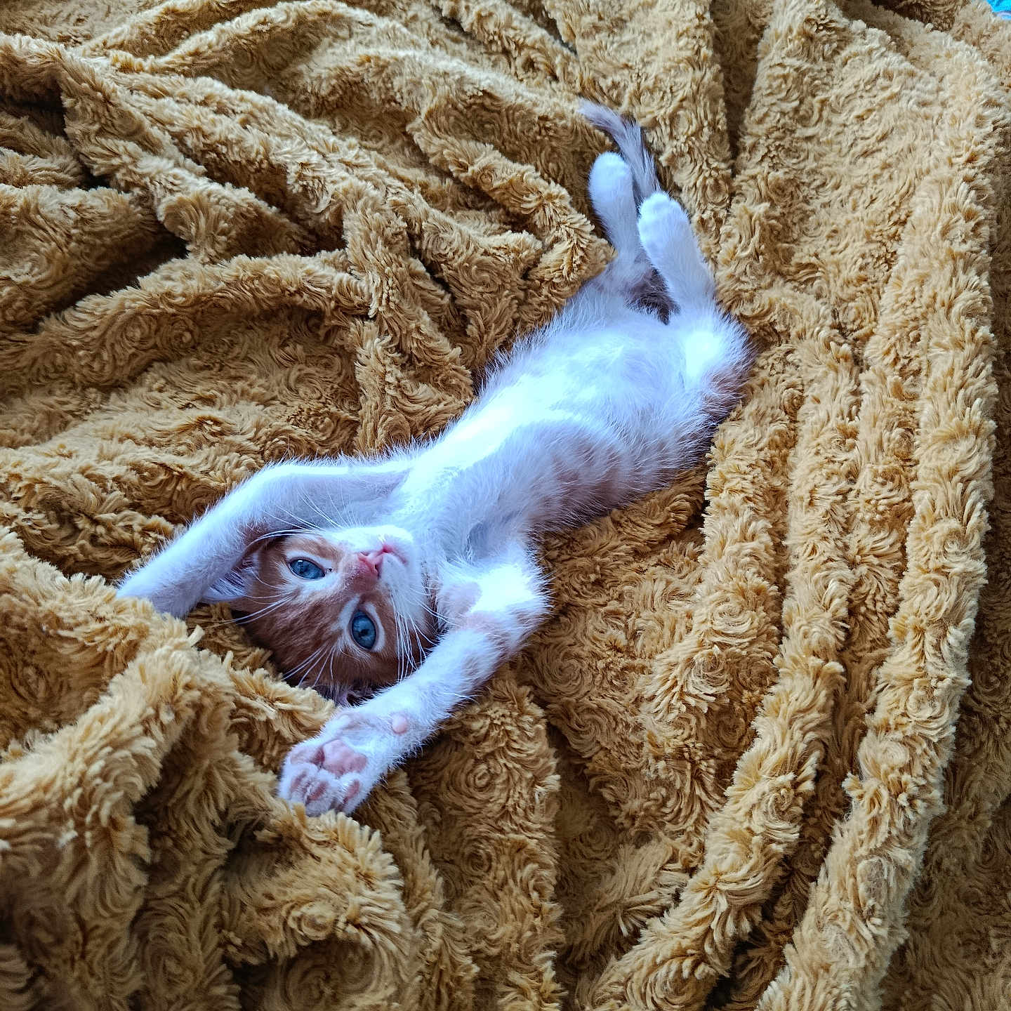 Caramel a rejoint le concours — aidez-le/la à gagner de superbes lots ! kitten, cat, pet, animal, feline, cute, stretching, blue_eyes, whiskers, fur, blanket, texture, soft, cozy, indoor, playful, relaxed, resting, small, curious