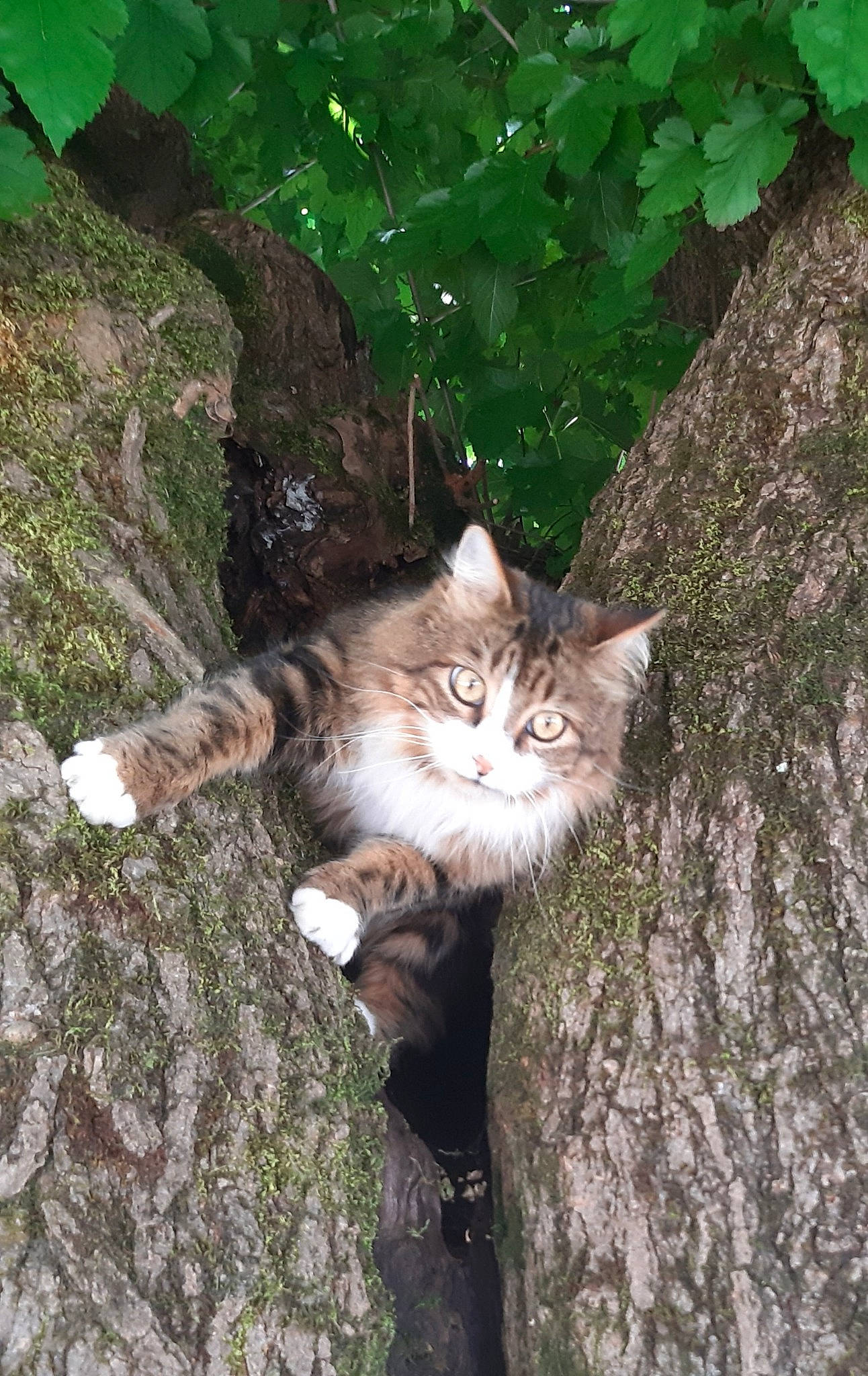 Rocco participe au concours pour gagner de l'argent avec cette photo : aegean_cat, carnivore, cat, domestic_short_haired_cat, european_shorthair, felidae, norwegian_forest_cat, small_to_medium_sized_cats, tree, trunk, whiskers, wild_cat