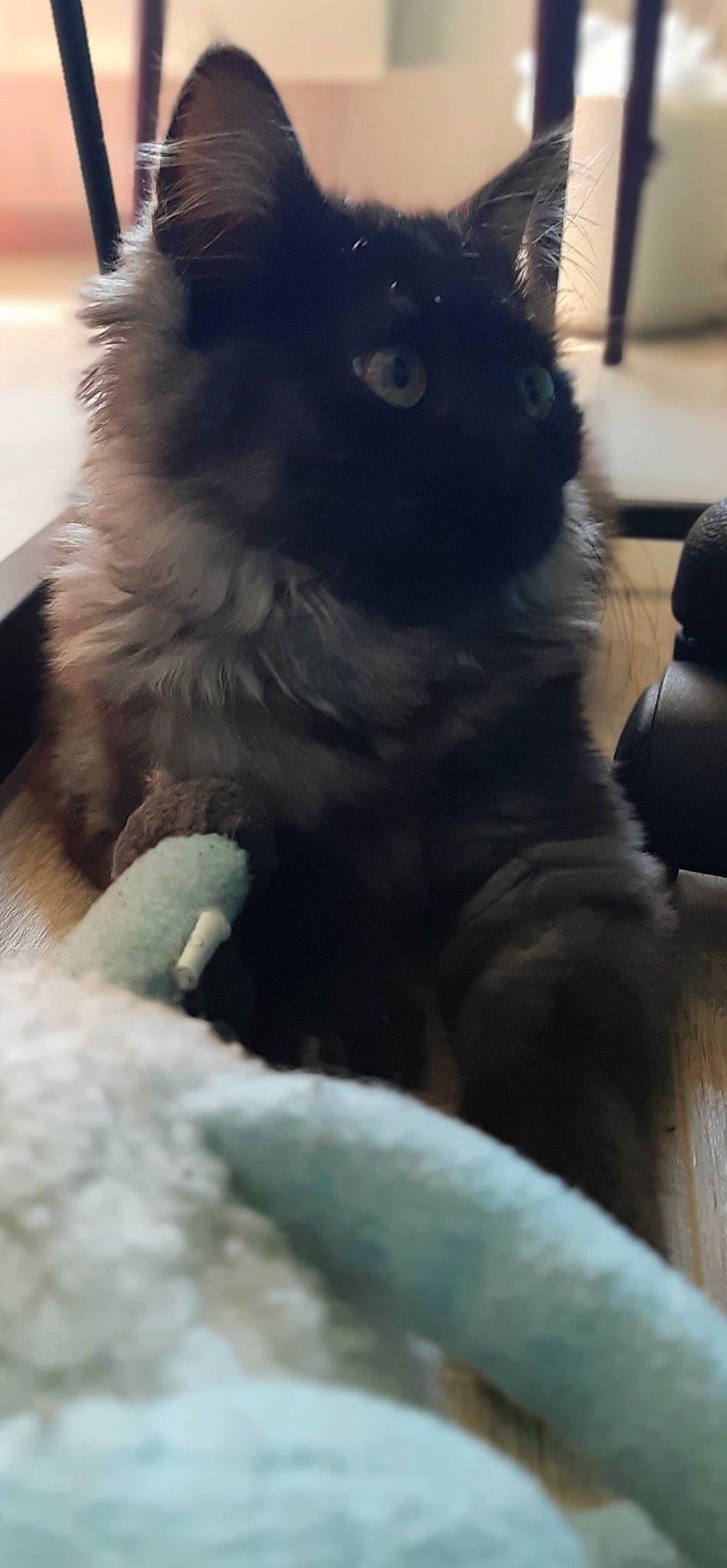 Alita participe au concours pour gagner de l'argent avec cette photo : black_cat, british_longhair, british_semi_longhair, canidae, carnivore, cat, claw, dog_breed, domestic_long_haired_cat, fawn, felidae, fur, mammal, nebelung, paw, persian, small_to_medium_sized_cats, snout, whiskers