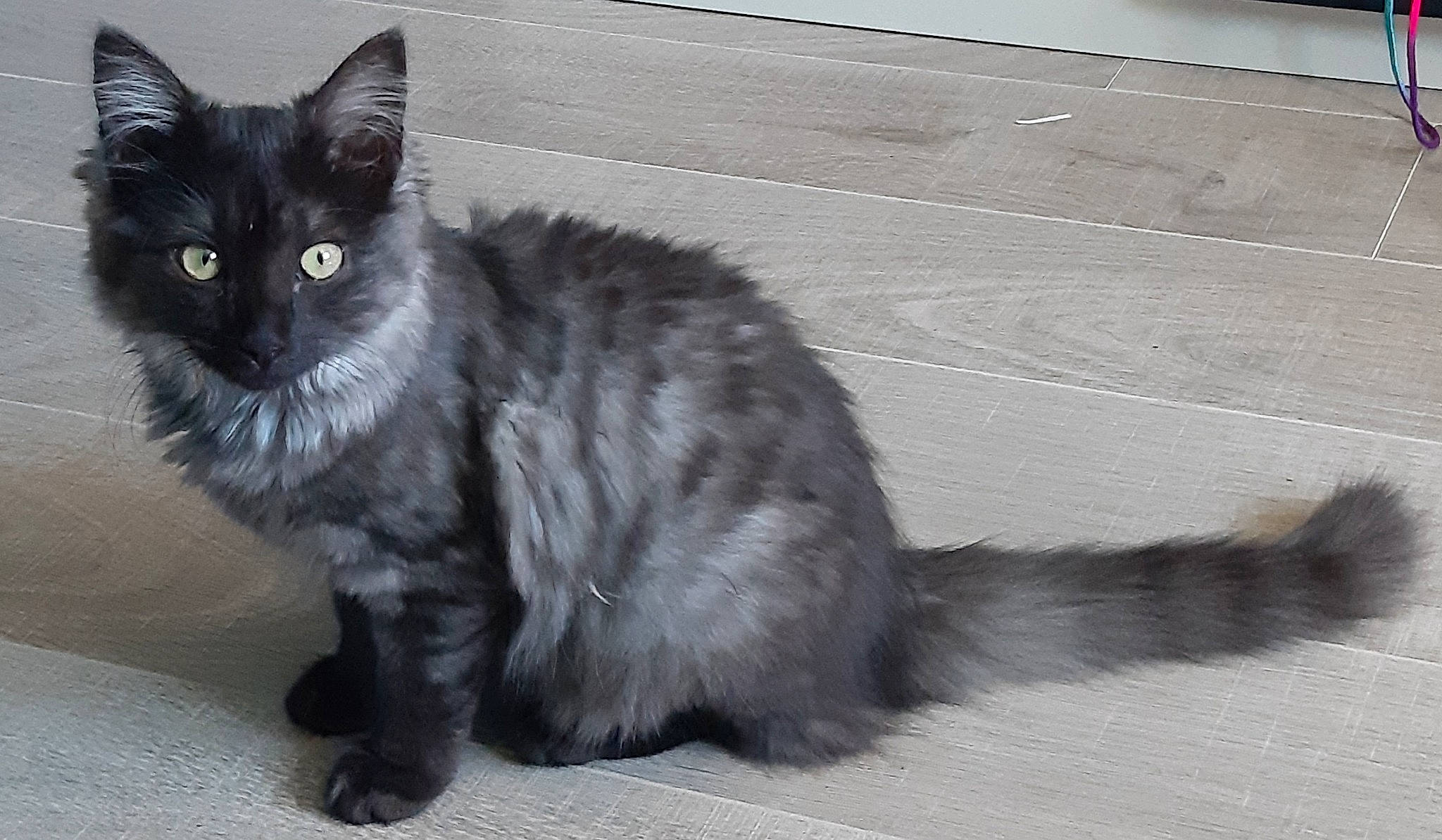 Alita participe au concours pour gagner de l'argent avec cette photo : asian, asian_semi_longhair, black_cat, british_semi_longhair, carnivore, cat, cymric, domestic_long_haired_cat, domestic_short_haired_cat, felidae, maine_coon, mammal, nebelung, norwegian_forest_cat, ragamuffin, small_to_medium_sized_cats, snapshot, turkish_angora, vertebrate, whiskers