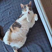 Krystal participe au concours pour gagner de l'argent avec cette photo : cat, calico, lying_down, bed, checkered, fur, paw, winking, playful, pet, animal, domestic, cute, relaxed, whiskers, indoor, feline, sleepy, soft, cozy