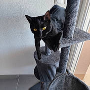 Rafiki a rejoint le concours — aidez-le/la à gagner de superbes lots ! black_cat, cat, cat_tree, yellow_eyes, indoor, pet, animal, feline, perched, playful, gray, fur, whiskers, ears, claws, floor, wall, window, daylight, curiosity