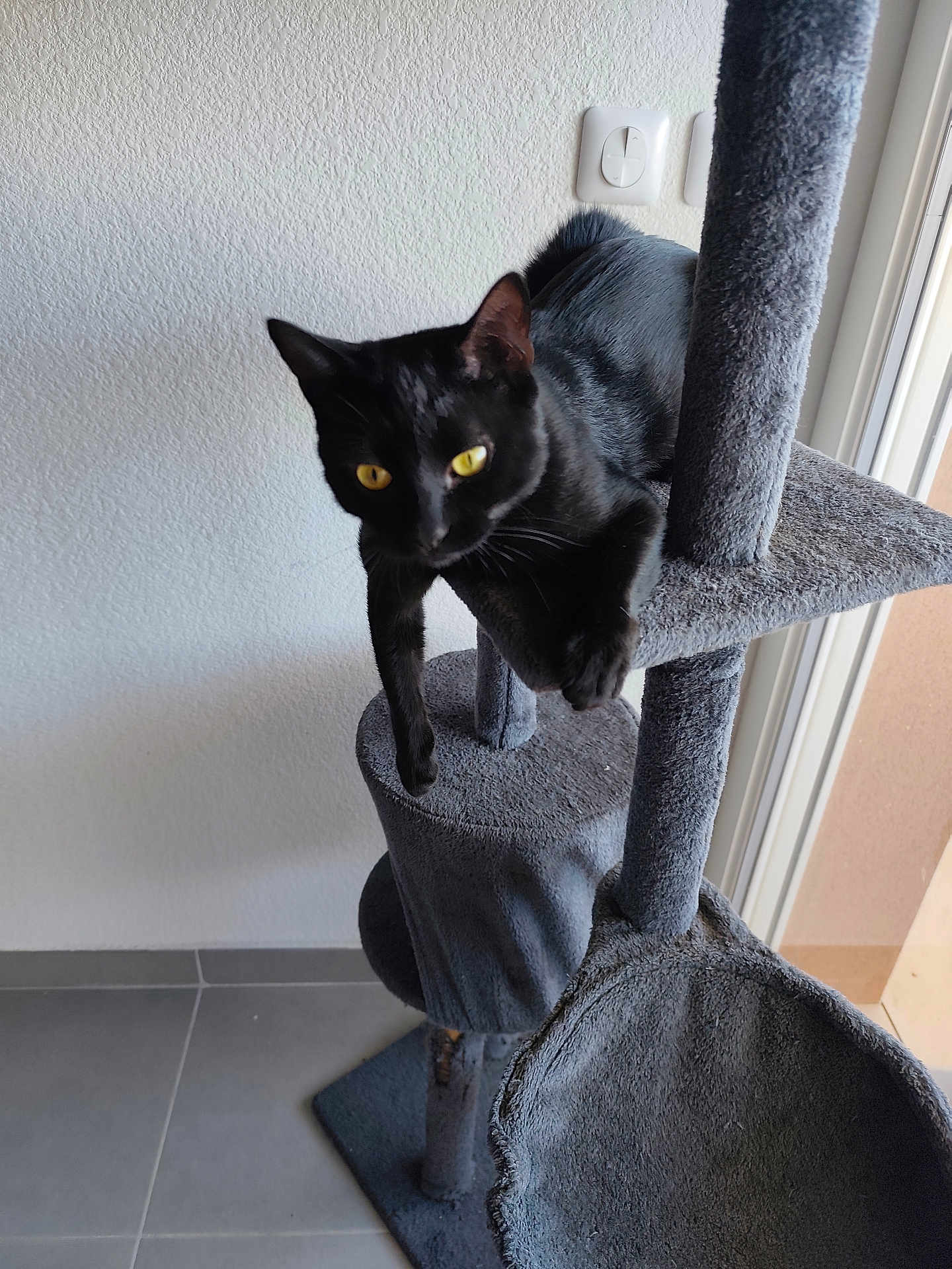 Rafiki a rejoint le concours — aidez-le/la à gagner de superbes lots ! black_cat, cat, cat_tree, yellow_eyes, indoor, pet, animal, feline, perched, playful, gray, fur, whiskers, ears, claws, floor, wall, window, daylight, curiosity