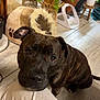 dog, brindle, pet, indoor, floor, plants, pottery, dog_bed, furniture, looking_up, person_leg, tile_floor, cozy, ears, animal, snout, cute, domestic, companion, curious