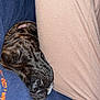 dog, sleeping, brindle, fleece, jacket, legs, cozy, pet, resting, snuggling, closeup, fabric, casual, comfort, warm, nap, animal, domestic, indoor, relaxed