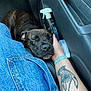 dog, brindle, sleeping, car_interior, hand, tattoo, denim, jeans, arm, relaxation, pet, animal, comfort, resting, seat, door_panel, spray_bottle, blue, casual, close_up