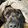 dog, sleeping, blanket, cozy, closeup, nose, fur, texture, indoor, cushion, pattern, resting, pet, canine, snuggled, soft, warm, relaxed, peaceful, comfort