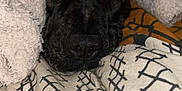 Tyna participe au concours pour gagner de l'argent avec cette photo : animal, blanket, boxer, bulldog, canine, dog, homedecor, hound, labradorretriever, laundry, linen, pet, pitbull, puppy, quilt, snout, towel
