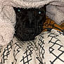animal, blanket, boxer, bulldog, canine, dog, homedecor, hound, labradorretriever, laundry, linen, pet, pitbull, puppy, quilt, snout, towel