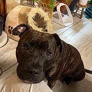 Tyna a rejoint le concours — aidez-le/la à gagner de superbes lots ! animal, boxer, bulldog, canine, dog, flower, flowerarrangement, herbal, herbs, indoors, interiordesign, jar, leaf, pet, pitbull, plant, planter, pottedplant, pottery, vase
