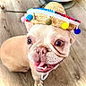 Monchita joined the competition — help win amazing prizes! dog, french_bulldog, puppy, sombrero, hat, floor, wooden_floor, pet, animal, cute, happy, tongue_out, close_up, indoor, playful, small_dog, smiling, adorable, looking_up, colorful