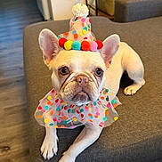 Monchita joined the competition — help win amazing prizes! french_bulldog, dog, pet, costume, party_hat, pom_poms, polka_dot, collar, indoors, couch, furniture, canine, animal, cute, expression, tongue, ears, floor, living_room, colorful
