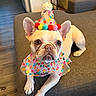 french_bulldog, dog, pet, costume, party_hat, pom_poms, polka_dot, collar, indoors, couch, furniture, canine, animal, cute, expression, tongue, ears, floor, living_room, colorful