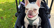 Monchita is registered to the contest to win money with this photo: dog, french_bulldog, stroller, harness, sidewalk, grass, outdoor, sunny, pet, animal, happy, tongue_out, leash, greenery, urban, daylight, canine, smiling, pet_accessory, wheelchair