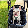 dog, french_bulldog, stroller, harness, sidewalk, grass, outdoor, sunny, pet, animal, happy, tongue_out, leash, greenery, urban, daylight, canine, smiling, pet_accessory, wheelchair