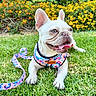 Monchita joined the competition — help win amazing prizes! dog, french_bulldog, pet, leash, harness, grass, flower_bed, outdoor, tongue_out, happy, close_up, summer, colorful, nature, playful, animal, cute, canine, sunlight, garden