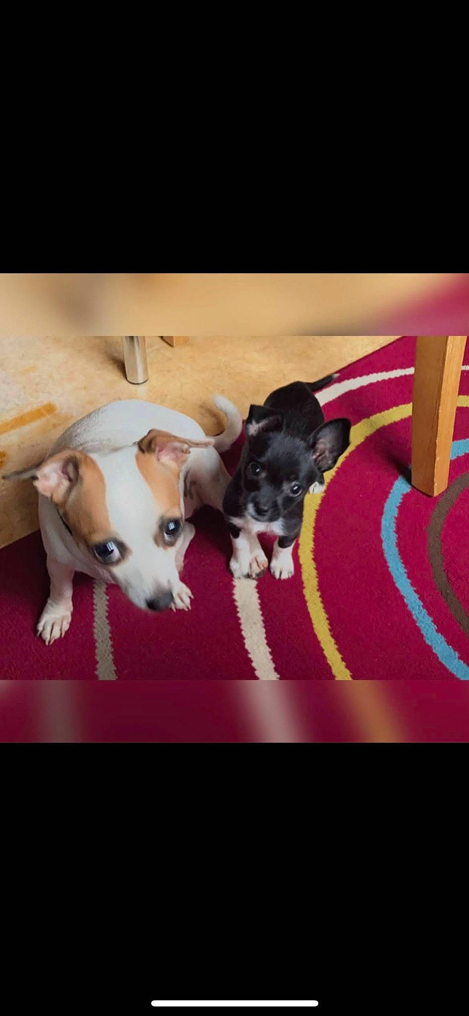 Lexa a rejoint le concours — aidez-le/la à gagner de superbes lots ! canidae, carnivore, collar, companion_dog, dog, dog_breed, dog_collar, dog_supply, flooring, font, happy, linens, magenta, paw, pet_supply, photo_caption, rectangle, snout, sporting_group, working_animal