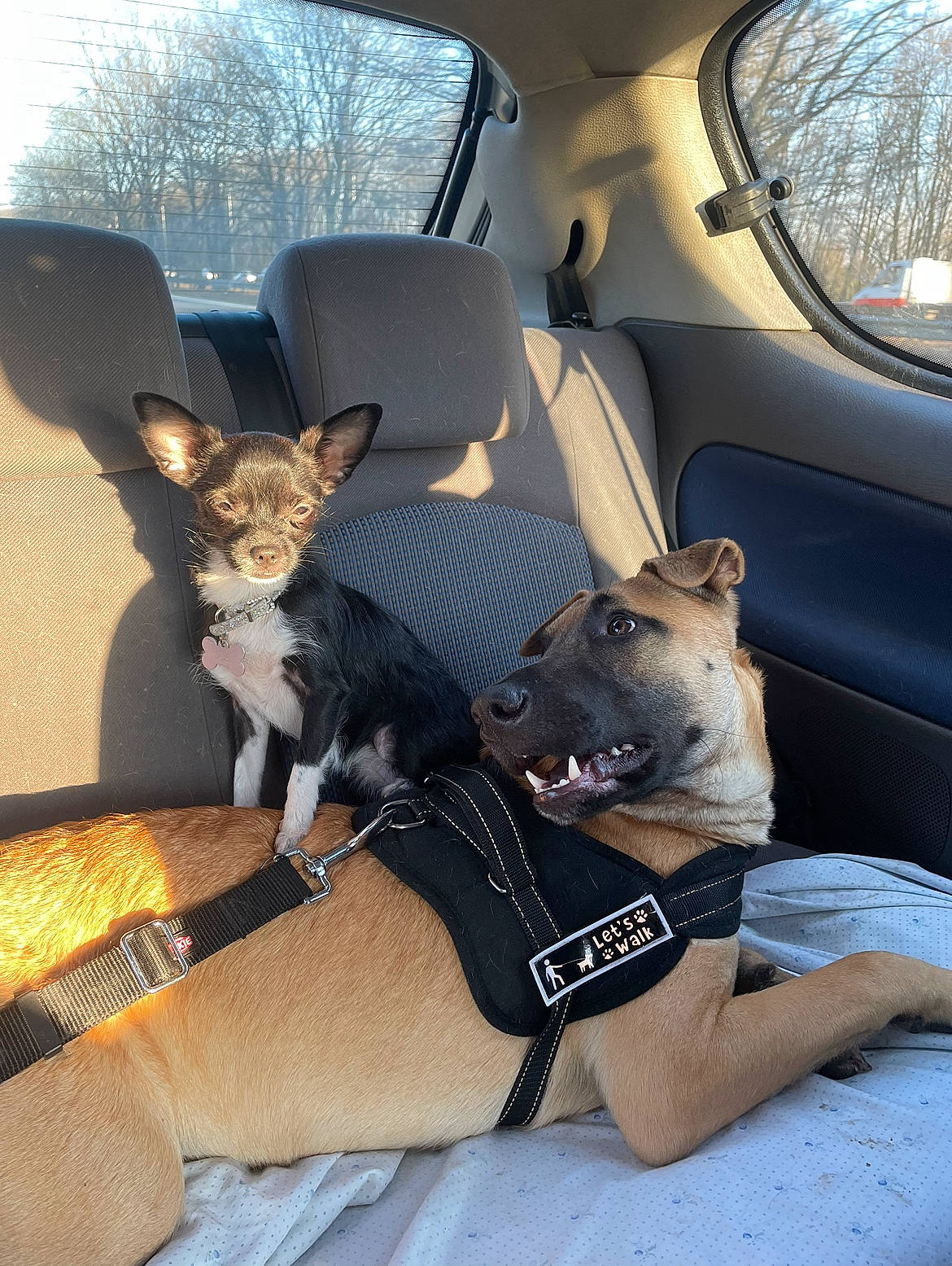 Lexa participe au concours pour gagner de l'argent avec cette photo : automotive_design, automotive_exterior, car, car_seat, car_seat_cover, carnivore, comfort, companion_dog, dog, dog_breed, fawn, hood, motor_vehicle, snout, tints_and_shades, tree, vehicle, vehicle_door, window, working_animal