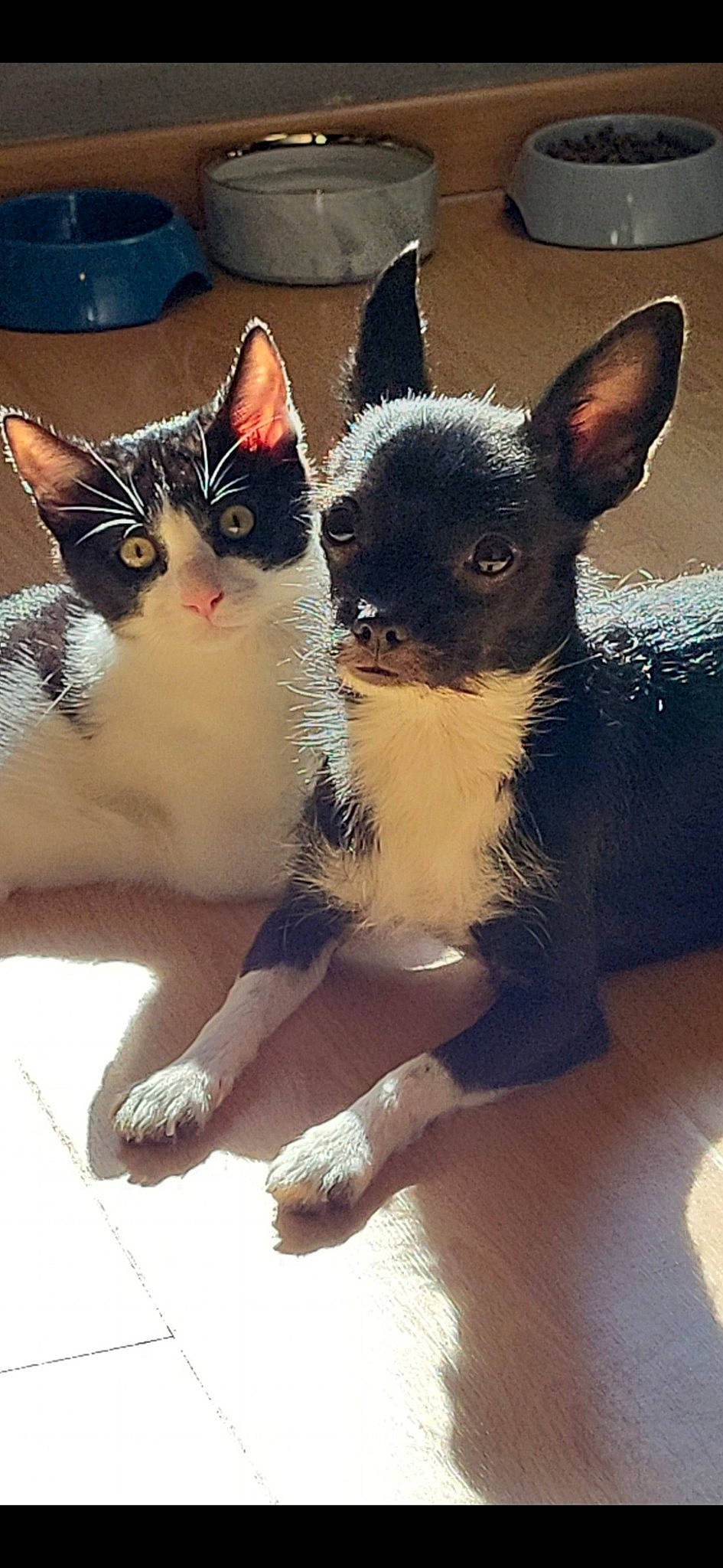 Felix participe au concours pour gagner de l'argent avec cette photo : canidae, carmine, carnivore, cat, claw, companion_dog, dog_breed, domestic_short_haired_cat, fawn, felidae, foot, fur, paw, photo_caption, small_to_medium_sized_cats, snout, tail, toy_dog, whiskers, working_animal