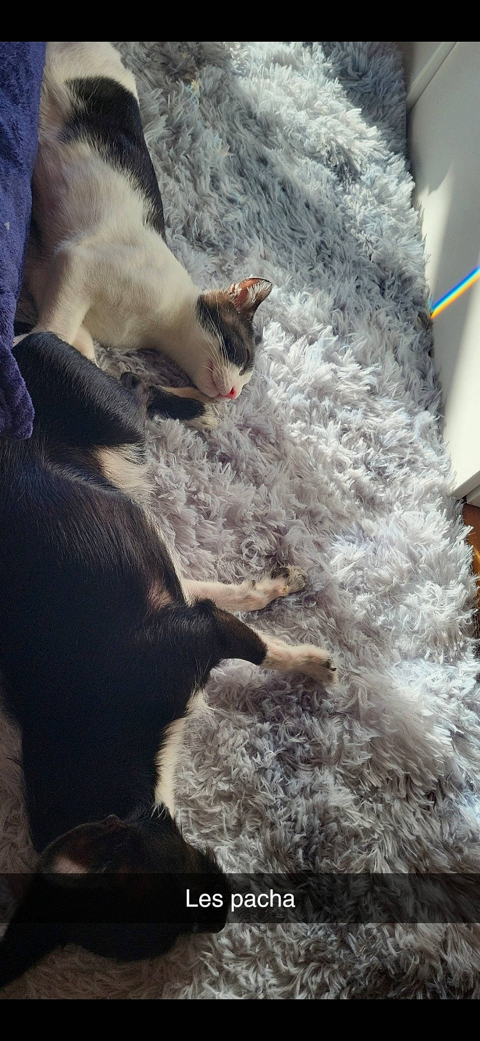 Felix participe au concours pour gagner de l'argent avec cette photo : canidae, carnivore, cat, claw, comfort, dog_breed, event, fawn, felidae, freezing, fur, fur_clothing, livestock, small_to_medium_sized_cats, snout, tail, whiskers, window, winter, wool