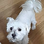 dog, white_dog, small_dog, fluffy, pet, animal, indoor, wooden_floor, looking_up, tail, ears, cute, companion, friendly, fur, domestic_animal, canine, alert, curly_tail, adorable
