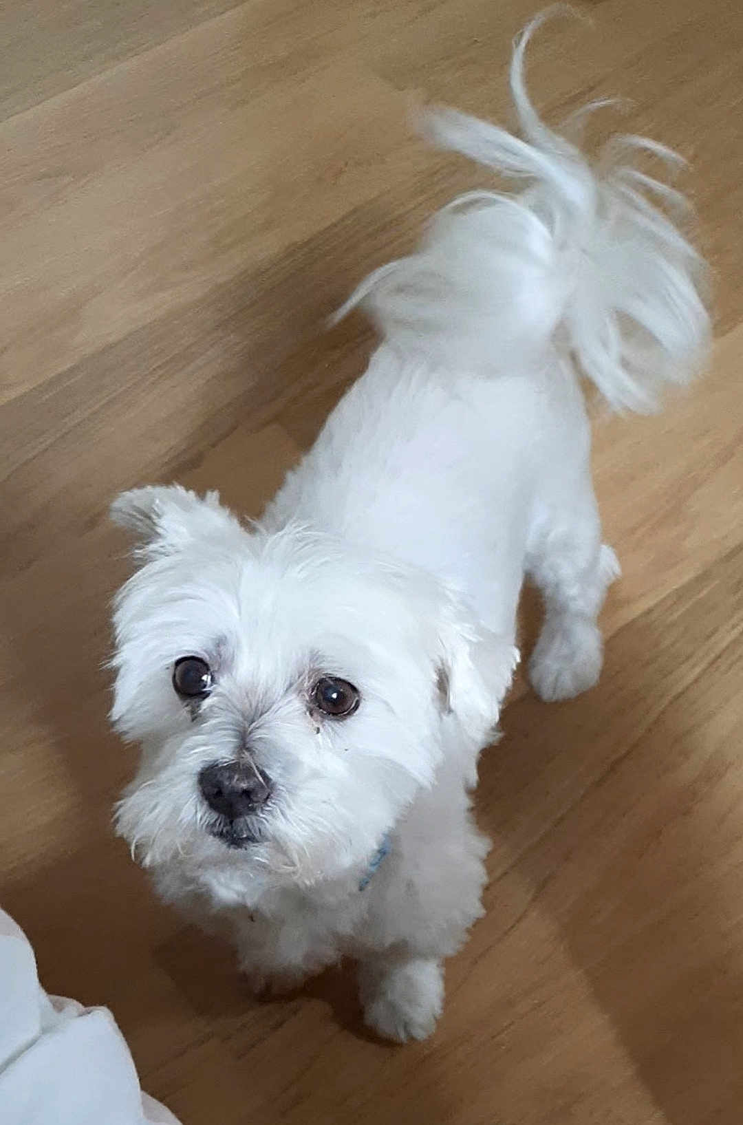 Cooky participe au concours pour gagner de l'argent avec cette photo : dog, white_dog, small_dog, fluffy, pet, animal, indoor, wooden_floor, looking_up, tail, ears, cute, companion, friendly, fur, domestic_animal, canine, alert, curly_tail, adorable