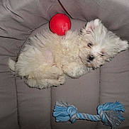 Cooky participe au concours pour gagner de l'argent avec cette photo : puppy, dog, pet, white, fluffy, toys, red_ball, rope_toy, bed, cushion, indoor, cute, sleepy, small, animal, fur, resting, playful, cozy, adorable