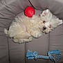 puppy, dog, pet, white, fluffy, toys, red_ball, rope_toy, bed, cushion, indoor, cute, sleepy, small, animal, fur, resting, playful, cozy, adorable