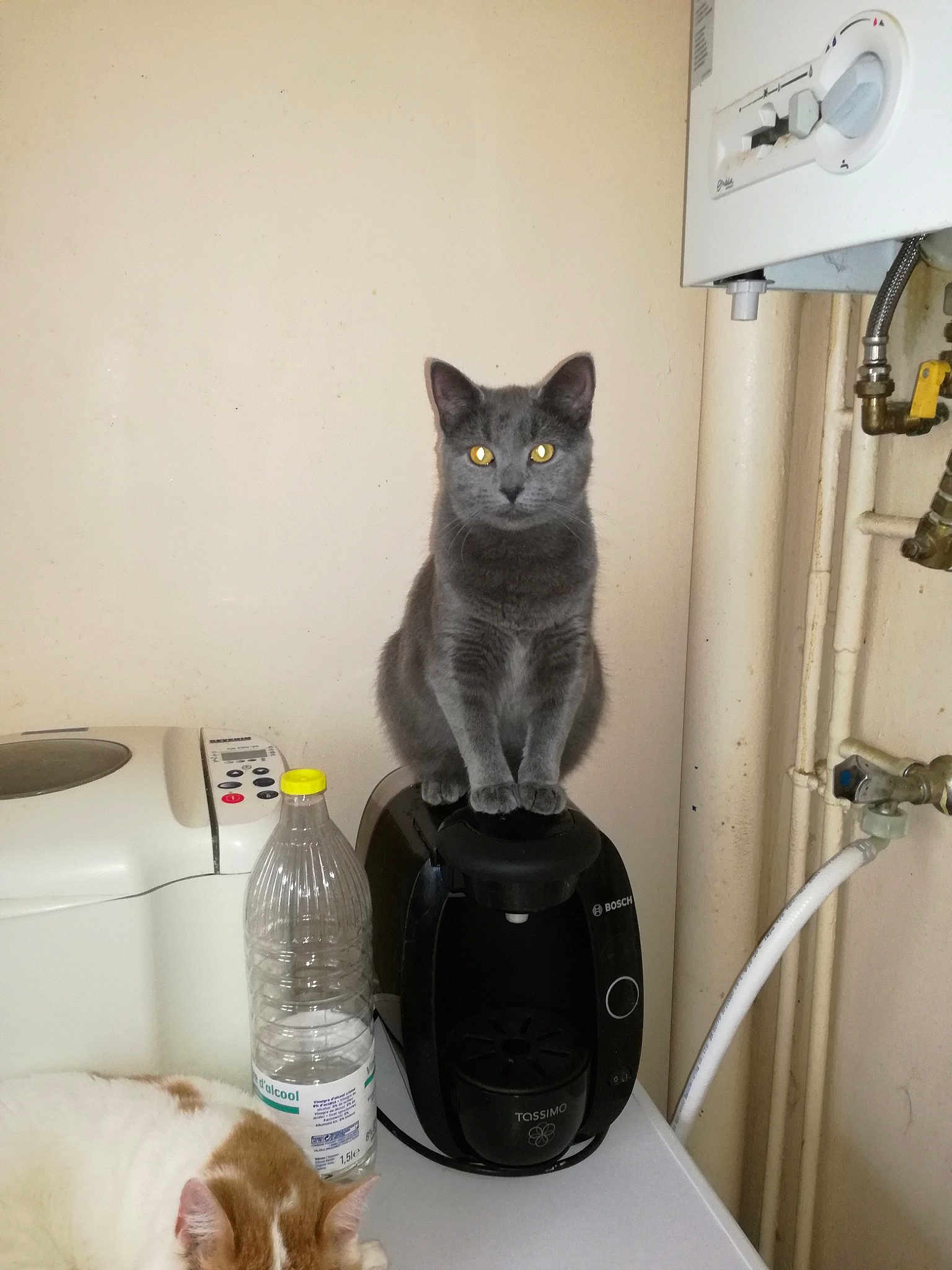 Bebe