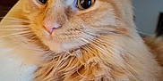 Puff joined the competition — help win amazing prizes! animal, cat, close_up, cute, domestic_cat, ears, eyes, feline, fluffy, fur, indoor, looking_away, nose, orange_cat, pet, portrait, relaxed, soft_light, whiskers, whiskers_visible