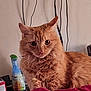 Puff is registered to the contest to win money with this photo: animal, blanket, cat, closeup, cords, curious, cute, domestic_cat, ears, eyes, feline, fluffy, fur, household_items, indoor, orange_cat, pet, portrait, red_blanket, whiskers