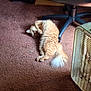 Puff joined the competition — help win amazing prizes! animal, carpet, cat, cozy, cute, domestic, fan, feline, floor, fluffy, fur, home, indoor, office_chair, orange_cat, pet, playful, relaxed, resting, tail