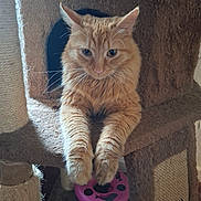 Puff joined the competition — help win amazing prizes! animal, carpeted, cat, cat_tree, curious, cute, ears, feline, fur, home, indoor, orange_tabby, paws, pet, playful, relaxed, resting, scratching_post, toy, whiskers