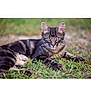Whisky is registered to the contest to win money with this photo: cat, tabby, animal, grass, outdoor, pet, feline, laying_down, striped, ears, whiskers, fur, nature, mammal, young, alert, relaxed, closeup, portrait, greenery