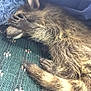 Rocky is registered to the contest to win money with this photo: raccoon, animal, paw, fur, sleeping, covering_face, resting, green_surface, blanket, closeup, wildlife, cute, mammal, cozy, texture, shy, nature, small_animal, relaxed, indoors