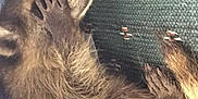 Rocky joined the competition — help win amazing prizes! raccoon, animal, fur, paw, sleeping, resting, wildlife, closeup, mammal, face, covering_face, green_background, textured_surface, blue_fabric, fringe, lying_down, cute, wild_animal, nature, cozy