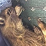 raccoon, animal, fur, paw, sleeping, resting, wildlife, closeup, mammal, face, covering_face, green_background, textured_surface, blue_fabric, fringe, lying_down, cute, wild_animal, nature, cozy