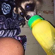 Rocky joined the competition — help win amazing prizes! baby_raccoon, animal, bottle, drinking, person, hand, blanket, floor, indoor, closeup, fur, wildlife, feeding, curious, mammal, cute, pet, young, human_leg, night