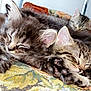 Mocha Joe joined the competition — help win amazing prizes! kitten, cat, sleeping, cozy, fluffy, paw, indoor, couch, furniture, closeup, pet, animal, resting, cute, tabby, feline, soft, domestic, three, companions