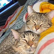 Mocha Joe is registered to the contest to win money with this photo: cat, tabby, sleeping, cozy, blanket, striped_blanket, indoor, pets, feline, resting, closeup, two_animals, domestic_cat, cute, fur, whiskers, soft_lighting, relaxation, living_room, television