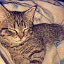 Mocha Joe is registered to the contest to win money with this photo: kitten, cat, sleeping, tabby, feline, pet, blanket, indoor, cozy, fur, whiskers, paw, resting, cute, animal, domestic_cat, soft, warm, relaxed, young