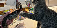 Mocha Joe joined the competition — help win amazing prizes! cat, fish, kitchen, newspaper, knife, person, counter, scissors, utensils, condiments, tabby_cat, paw, table, hand, indoor, curious, pet, food, animal, domestic
