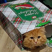 Flop joined the competition — help win amazing prizes! cardboard, cat, cozy, curious, cute, eyes, face, furry, gift_bag, ginger_cat, hardwood_floor, holiday_bag, indoor, orange_cat, pet, plaid_pattern, present, sitting, whiskers, wrapping_paper