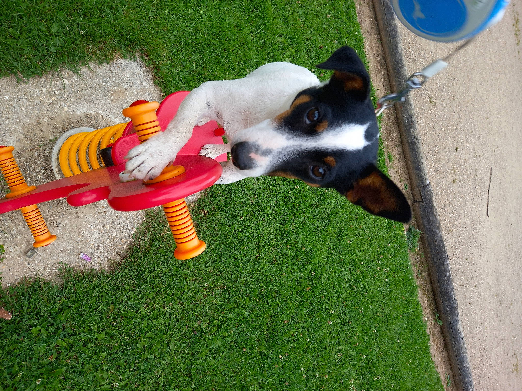 Tiki participe au concours pour gagner de l'argent avec cette photo : canidae, carnivore, companion_dog, dog, dog_breed, dog_supply, flooring, grass, herding_dog, non_sporting_group, recreation, sporting_group, tail, traffic_sign, working_dog, yard