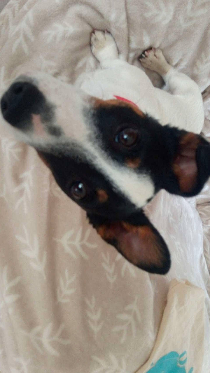 Tiki a rejoint le concours — aidez-le/la à gagner de superbes lots ! canidae, carnivore, chihuahua, chilean_fox_terrier, collar, comfort, companion_dog, dog, dog_breed, ear, fawn, fur, paw, snout, sporting_group, terrestrial_animal, terrier, toy_dog, whiskers, working_animal