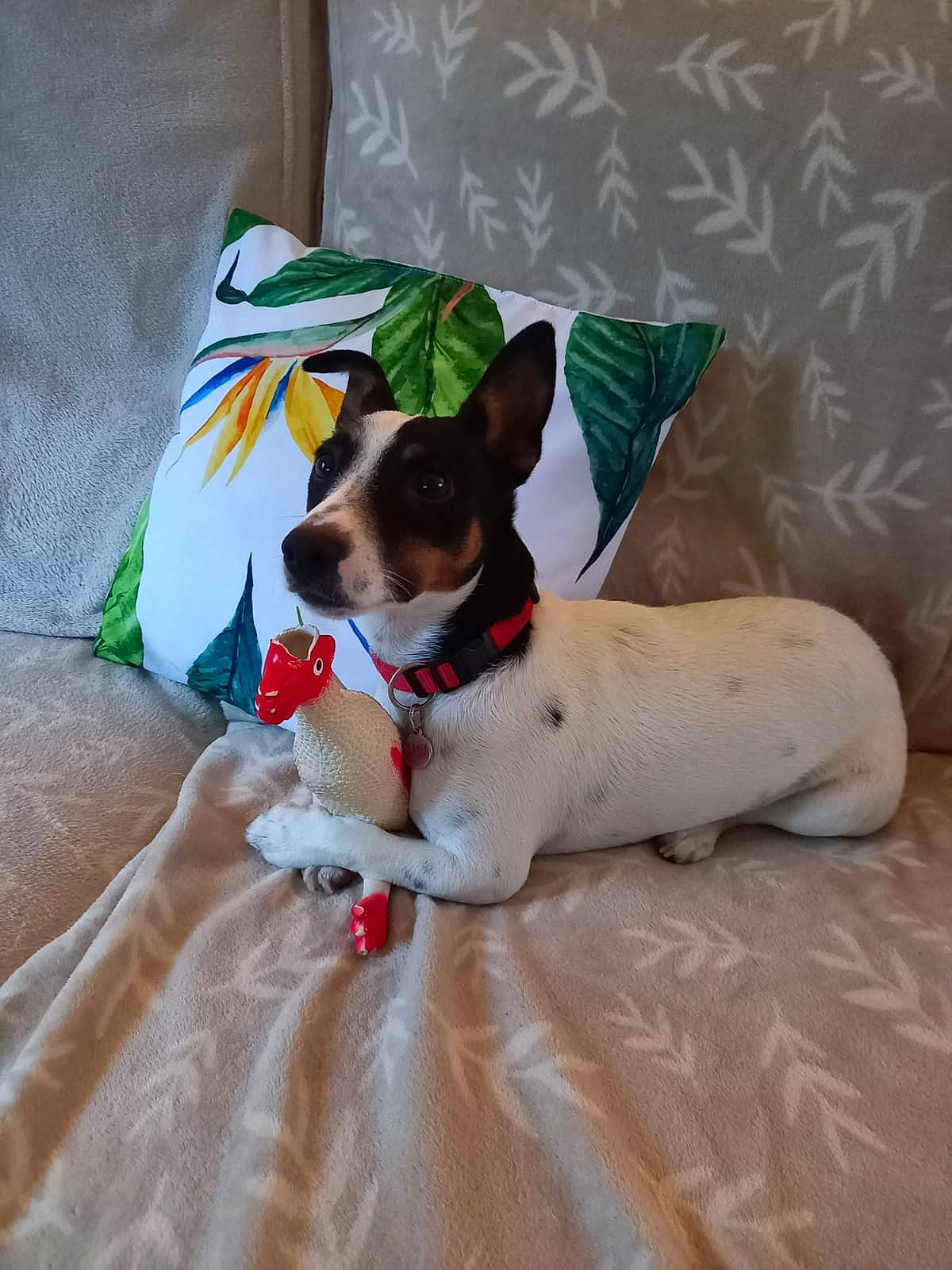 Tiki participe au concours pour gagner de l'argent avec cette photo : canidae, carnivore, chilean_fox_terrier, collar, comfort, companion_dog, creative_arts, dog, dog_breed, dog_supply, fawn, linens, paw, pillow, small_terrier, sporting_group, terrier, throw_pillow, toy_dog, working_animal