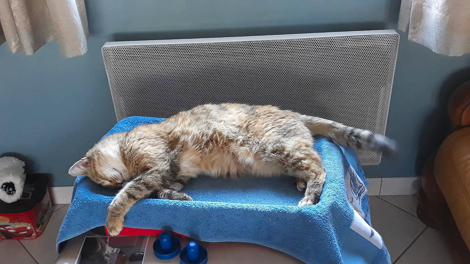 Danette participe au concours pour gagner de l'argent avec cette photo : canidae, carnivore, cat, claw, comfort, companion_dog, computer_keyboard, dog_breed, domestic_short_haired_cat, fawn, felidae, fur, input_device, nap, paw, small_to_medium_sized_cats, sporting_group, tail, terrestrial_animal, whiskers