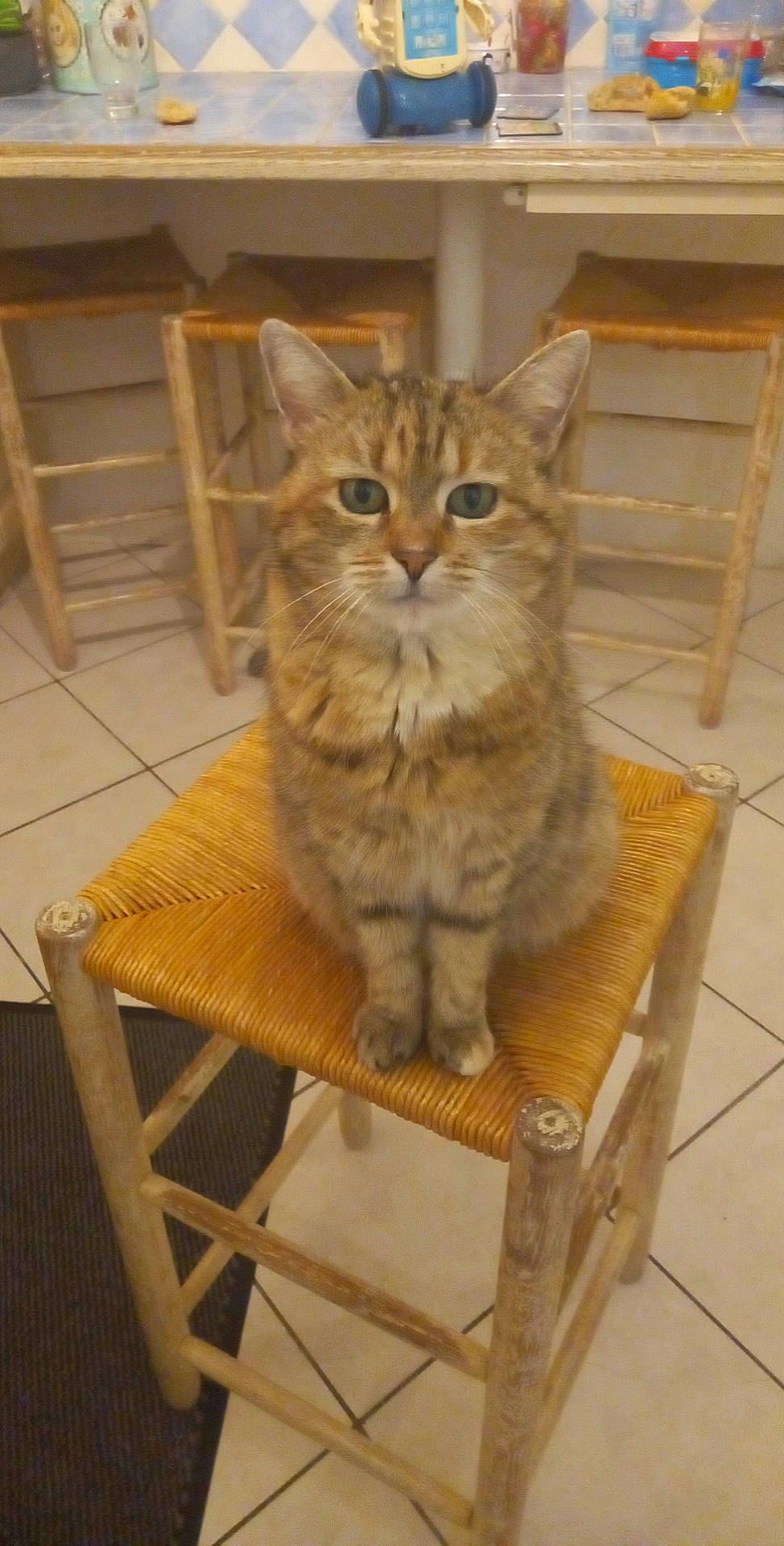 Danette participe au concours pour gagner de l'argent avec cette photo : box, cardboard, carnivore, cat, cat_supply, chair, domestic_short_haired_cat, fawn, felidae, flooring, fur, hardwood, pet_supply, plywood, small_to_medium_sized_cats, snout, table, tail, whiskers, wood