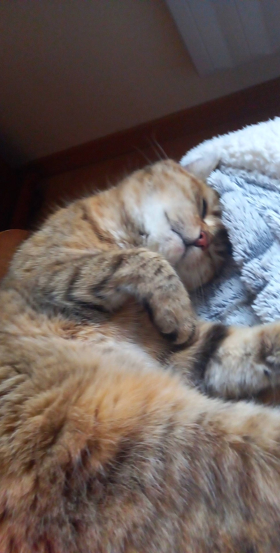 Danette a rejoint le concours — aidez-le/la à gagner de superbes lots ! carnivore, cat, claw, comfort, domestic_short_haired_cat, fawn, felidae, fur, nap, paw, sleep, small_to_medium_sized_cats, snout, tail, terrestrial_animal, whiskers, wildlife, wood