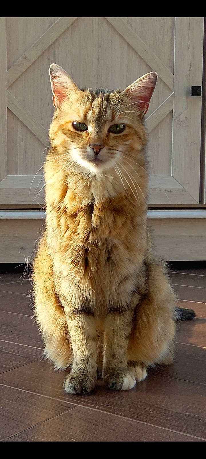 Danette participe au concours pour gagner de l'argent avec cette photo : box, british_longhair, carnivore, cat, claw, domestic_short_haired_cat, fawn, felidae, fur, maine_coon, paw, sitting, small_to_medium_sized_cats, snout, tail, terrestrial_animal, whiskers, window